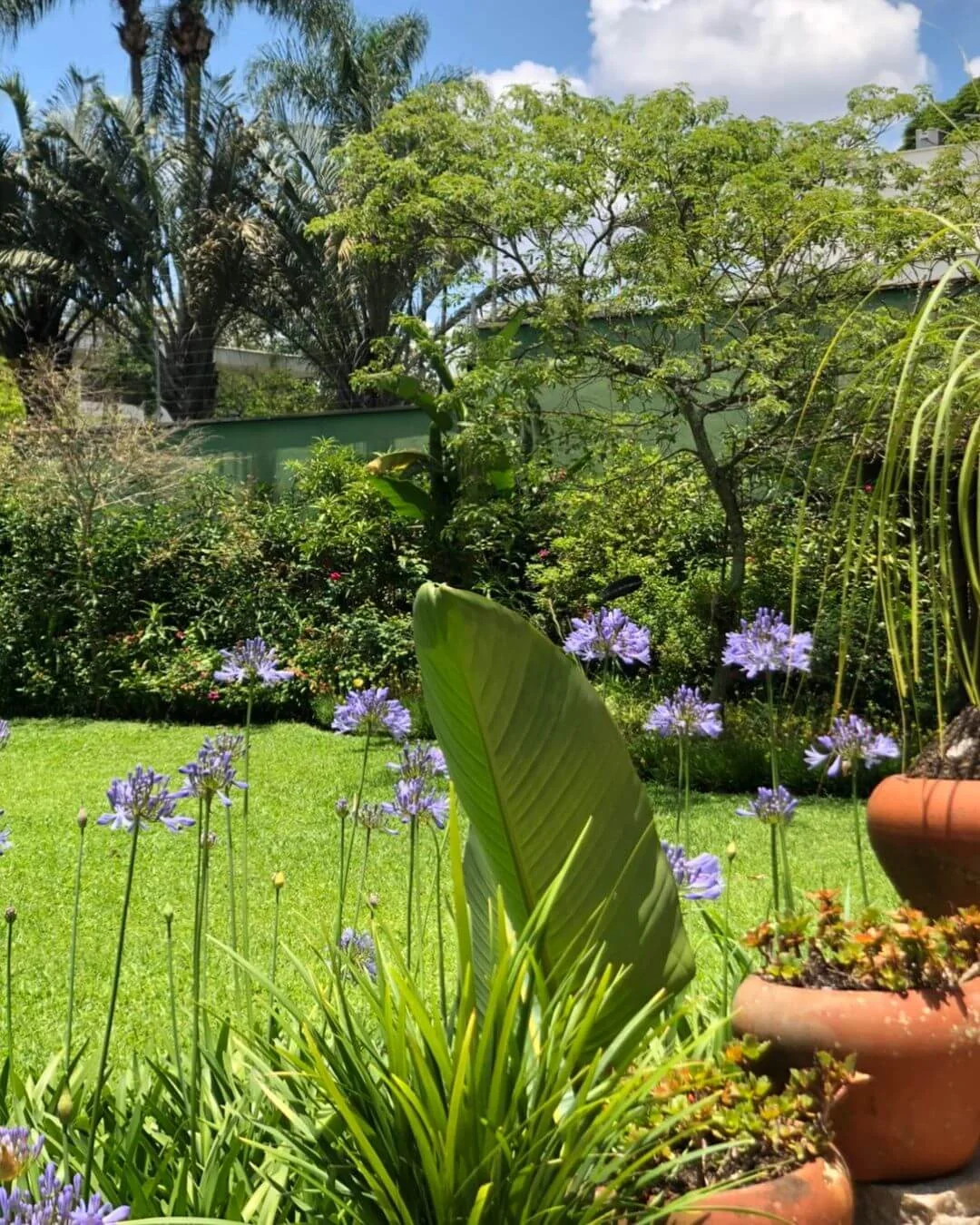 Composição natural com flores e espécies ornamentais